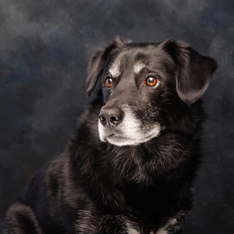 Artage Fine Art Pet Portrait